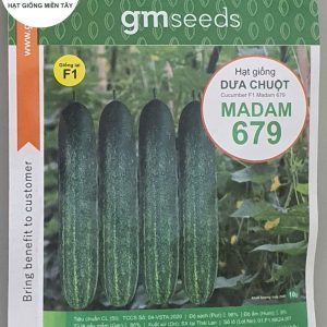 HẠT GIỐNG DƯA CHUỘT MADAM 679