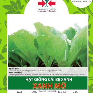 HẠT GIỐNG CẢI BẸ XANH XANH MỠ