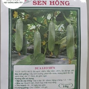 HẠT GIỐNG DƯA LEO SH76