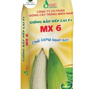 HẠT GIỐNG BẮP NẾP LAI F1 MX 6