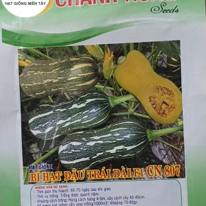 HẠT GIỐNG BÍ HẠT ĐẬU TRÁI DÀI F1 CN 807