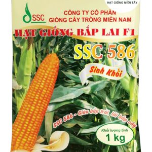 HẠT GIỐNG BẮP LAI F1 SSC 586