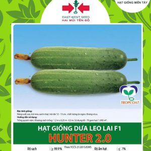 HẠT GIỐNG DƯA LEO LAI F1 HUNTER 2.0