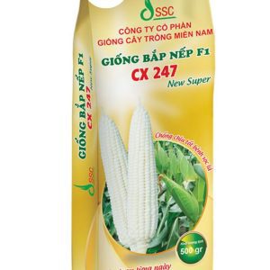 HẠT GIỐNG BẮP NẾP F1 CX 247