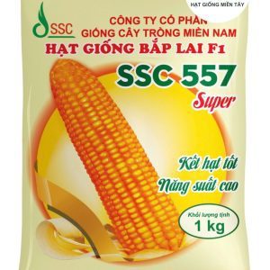 HẠT GIỐNG BẮP LAI F1 SSC 557 SUPER