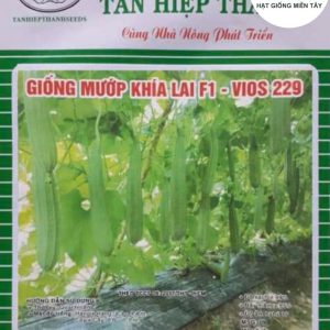 HẠT GIỐNG MƯỚP KHÍA LAI F1 VIOS 229