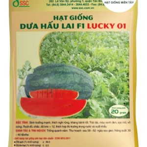 HẠT GIỐNG DƯA HẤU LAI F1 LUCKY 01
