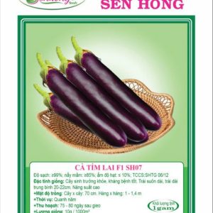 HẠT GIỐNG CÀ TÍM LAI F1 SH07 (GÓI 1GR)