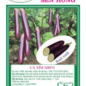 HẠT GIỐNG CÀ TÍM SH071 (GÓI 5GR)