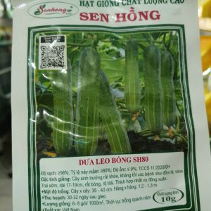 HẠT GIỐNG DƯA LEO BÓNG SH80 (GÓI 10GR)