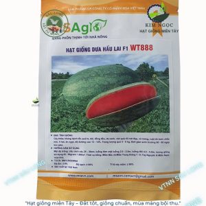 HẠT GIỐNG DƯA HẤU LAI F1 WT888