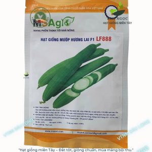 HẠT GIỐNG MƯỚP HƯƠNG LAI LF888