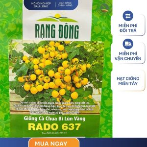 GÓI 0.1 GRAM – HẠT GIỐNG CÀ CHUA BI LÙN VÀNG RADO 637 RẠNG ĐÔNG