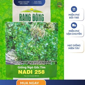 GÓI 20 GRAM – HẠT GIỐNG NGÒ GỐC TÍM NADI 258 RẠNG ĐÔNG