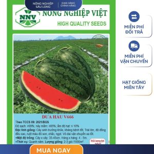 GÓI 2 GRAM - HẠT GIỐNG DƯA HẤU V666 NÔNG NGHIỆP VIỆT - NĂNG SUẤT CAO