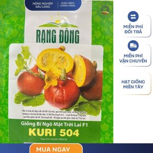 GÓI 1 GRAM – HẠT GIỐNG BÍ NGÔ MẶT TRỜI LAI F1 KURI 504 RẠNG ĐÔNG