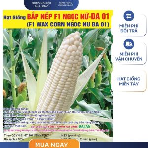 GÓI 50 GRAM - HẠT GIỐNG BẮP NẾP F1 NGỌC NỮ ĐA 01 ĐẠI AN - NĂNG SUẤT CAO