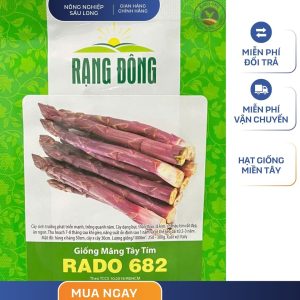 GÓI 0.2 GRAM – HẠT GIỐNG MĂNG TÂY TÍM RADO 682 RẠNG ĐÔNG