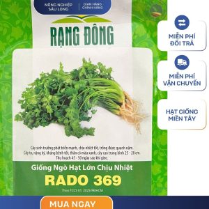 GÓI 20 GRAM - HẠT GIỐNG NGÒ HẠT LỚN CHỊU NHIỆT RADO 369 RẠNG ĐÔNG
