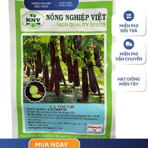 GÓI 1 GRAM - HẠT GIỐNG CÀ TÍM V88 NÔNG NGHIỆP VIỆT - NĂNG SUẤT CAO