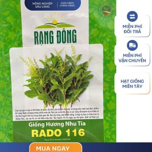 GÓI 1 GRAM - HẠT GIỐNG HƯƠNG NHU TÍA RADO 116 RẠNG ĐÔNG