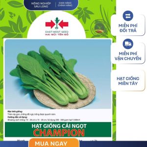 GÓI 20 GRAM - HẠT GIỐNG CẢI NGỌT CHAMPION HAI MŨI TÊN ĐỎ - LÁ BÓNG MƯỢT