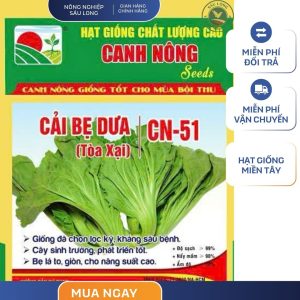 GÓI 20 GRAM - HẠT GIỐNG CẢI BẸ DƯA CN51 CANH NÔNG