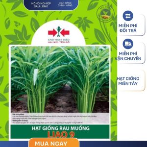 GÓI 20 GRAM - HẠT GIỐNG RAU MUỐNG LIAO 9 HAI MŨI TÊN ĐỎ - LÁ BÓNG MƯỚT