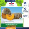 GÓI 8 HẠT - HẠT GIỐNG BÍ ĐỎ SUPREMA HAI MŨI TÊN ĐỎ - NĂNG SUẤT CAO