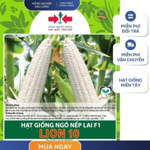 GÓI 40 HẠT - HẠT GIỐNG NGÔ NẾP LAI F1 LION 10 HAI MŨI TÊN ĐỎ - NĂNG SUẤT CAO