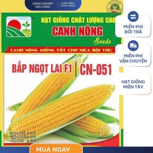 GÓI 3 GRAM - HẠT GIỐNG BẮP NGỌT LAI CN501 CANH NÔNG - NĂNG SUẤT CAO