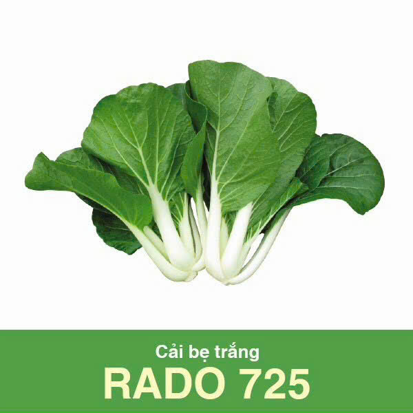 GÓI 20 GRAM - HẠT GIỐNG CẢI BẸ TRẮNG RADO 725 RẠNG ĐÔNG