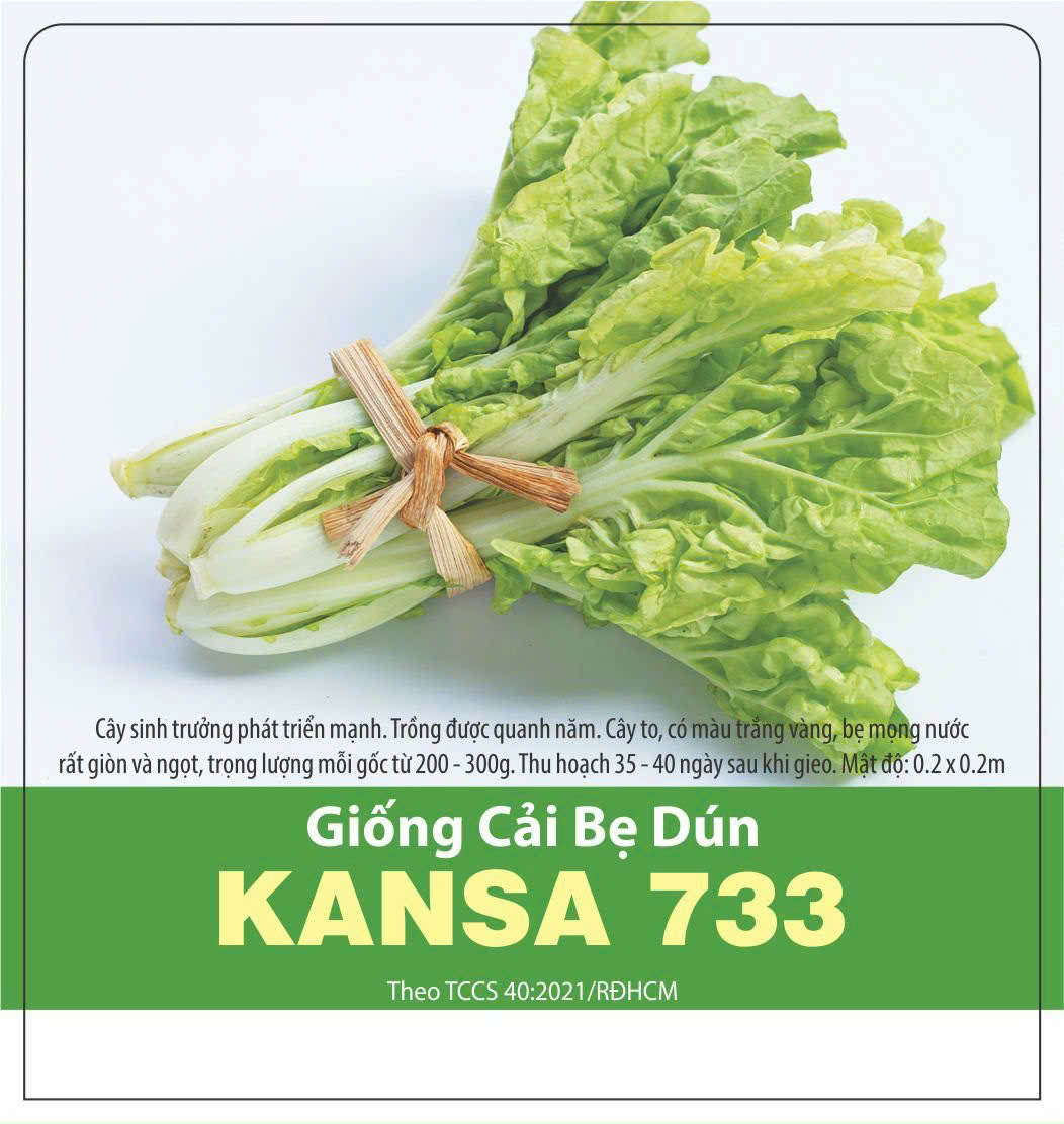 GÓI 20 GRAM - HẠT GIỐNG CẢI BẸ DÚN KANSA 733 RẠNG ĐÔNG