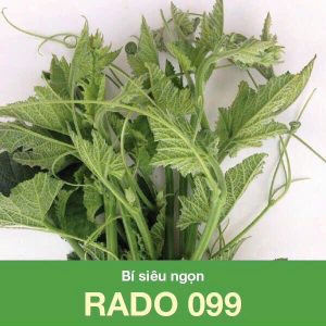 GÓI 10 GRAM - HẠT GIỐNG BÍ SIÊU NGỌN RADO 099 RẠNG ĐÔNG