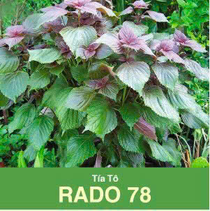 GÓI 2.5 GRAM - HẠT GIỐNG TÍA TÔ RADO 78 RẠNG ĐÔNG