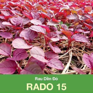 GÓI 20 GRAM - HẠT GIỐNG RAU DỀN ĐỎ RADO 15 RẠNG ĐÔNG - NĂNG SUẤT CAO