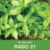 GÓI 20 GRAM - HẠT GIỐNG RAU ĐAY XANH RADO 21 RẠNG ĐÔNG