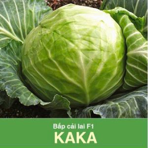 GÓI 0.5 GRAM - HẠT GIỐNG BẮP CẢI LAI F1 KAKA RẠNG ĐÔNG