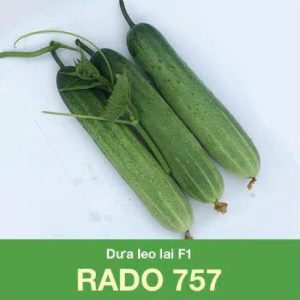 GÓI 1 GRAM - HẠT GIỐNG DƯA LEO LAI F1 RADO 757 RẠNG ĐÔNG