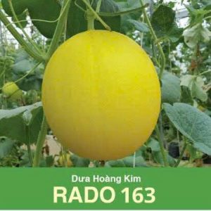 GÓI 5 HẠT - HẠT GIỐNG DƯA HOÀNG KIM F1 RADO 163 RẠNG ĐÔNG