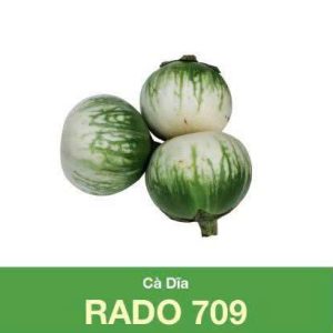 GÓI 0.5 GRAM - HẠT GIỐNG CÀ DĨA RADO 709 RẠNG ĐÔNG