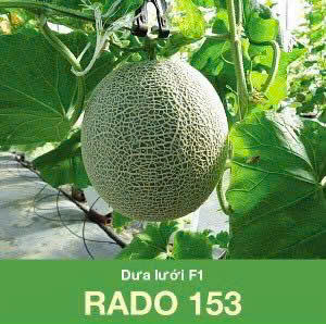 GÓI 10 HẠT - HẠT GIỐNG DƯA LƯỚI F1 RADO 153 RẠNG ĐÔNG