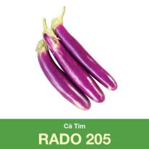 GÓI 0.5 GRAM - HẠT GIỐNG CÀ TÍM RADO 205 RẠNG ĐÔNG