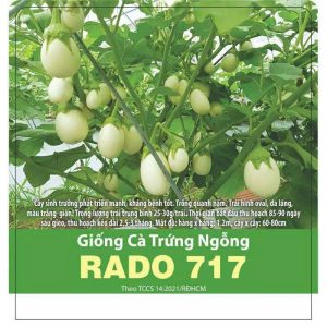 GÓI 0.5 GRAM - HẠT GIỐNG CÀ TRỨNG NGỖNG RADO 717 RẠNG ĐÔNG
